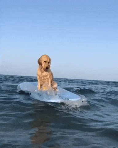Surfing dog gif