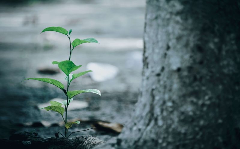 Anuj Adhiya on how to optimize for growth